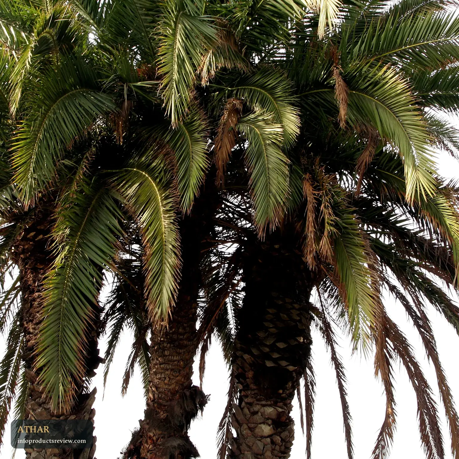 Green palm fronds standing for life and lasting memory