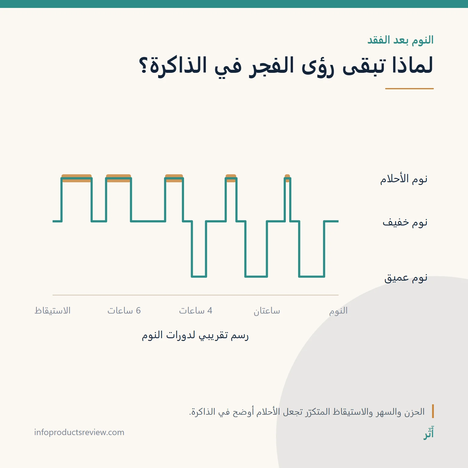 رسم تقريبي لدورات النوم يوضح طول فترات الأحلام قرب الفجر