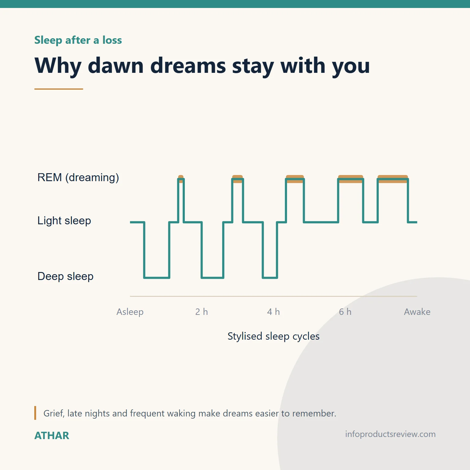 Stylised sleep-cycle chart showing dreaming periods lengthening toward morning