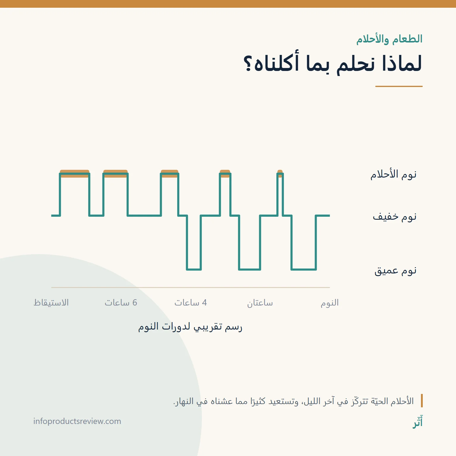 رسم تقريبي لدورات النوم يوضح طول فترات الأحلام قرب الفجر