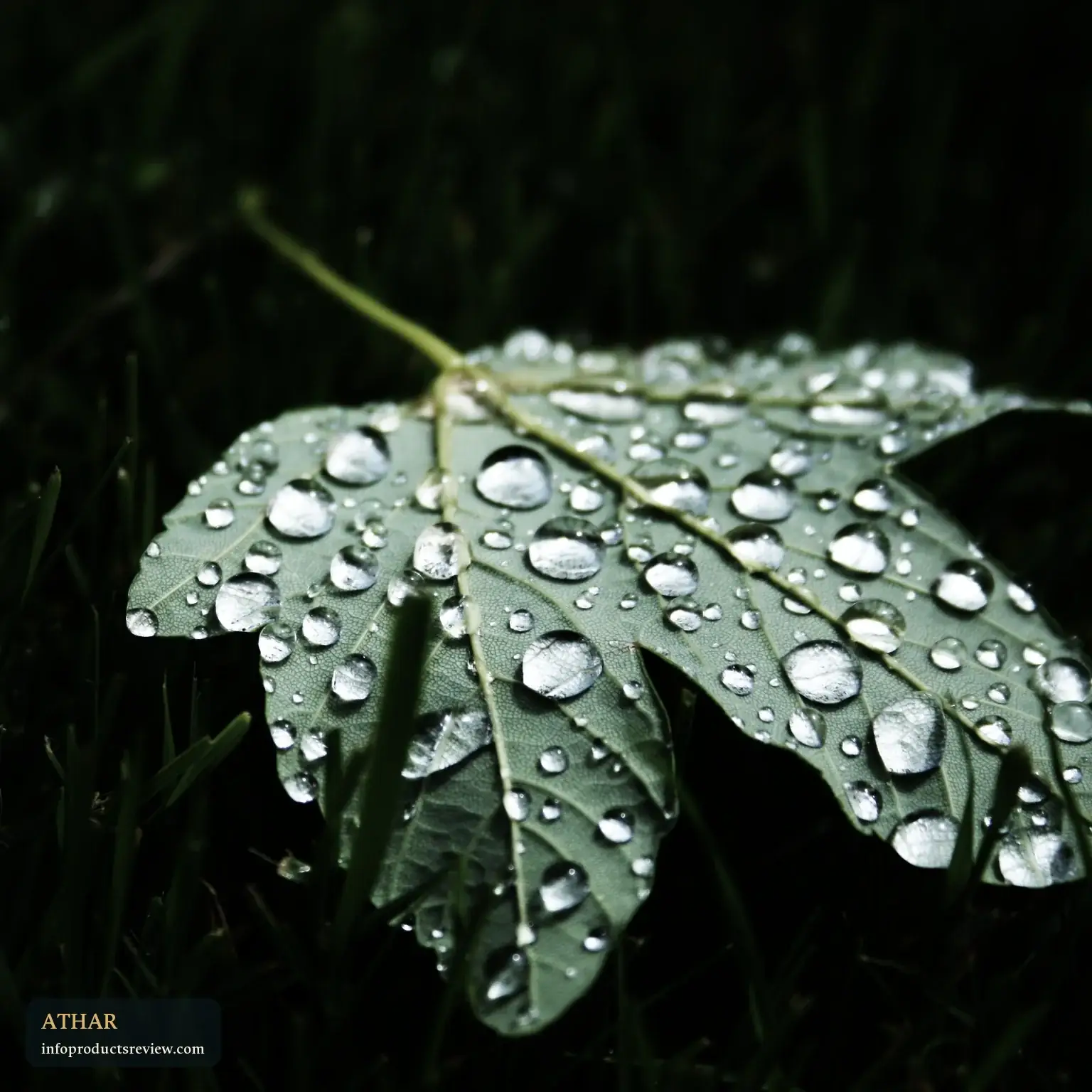 Clear water droplets resting on a green leaf