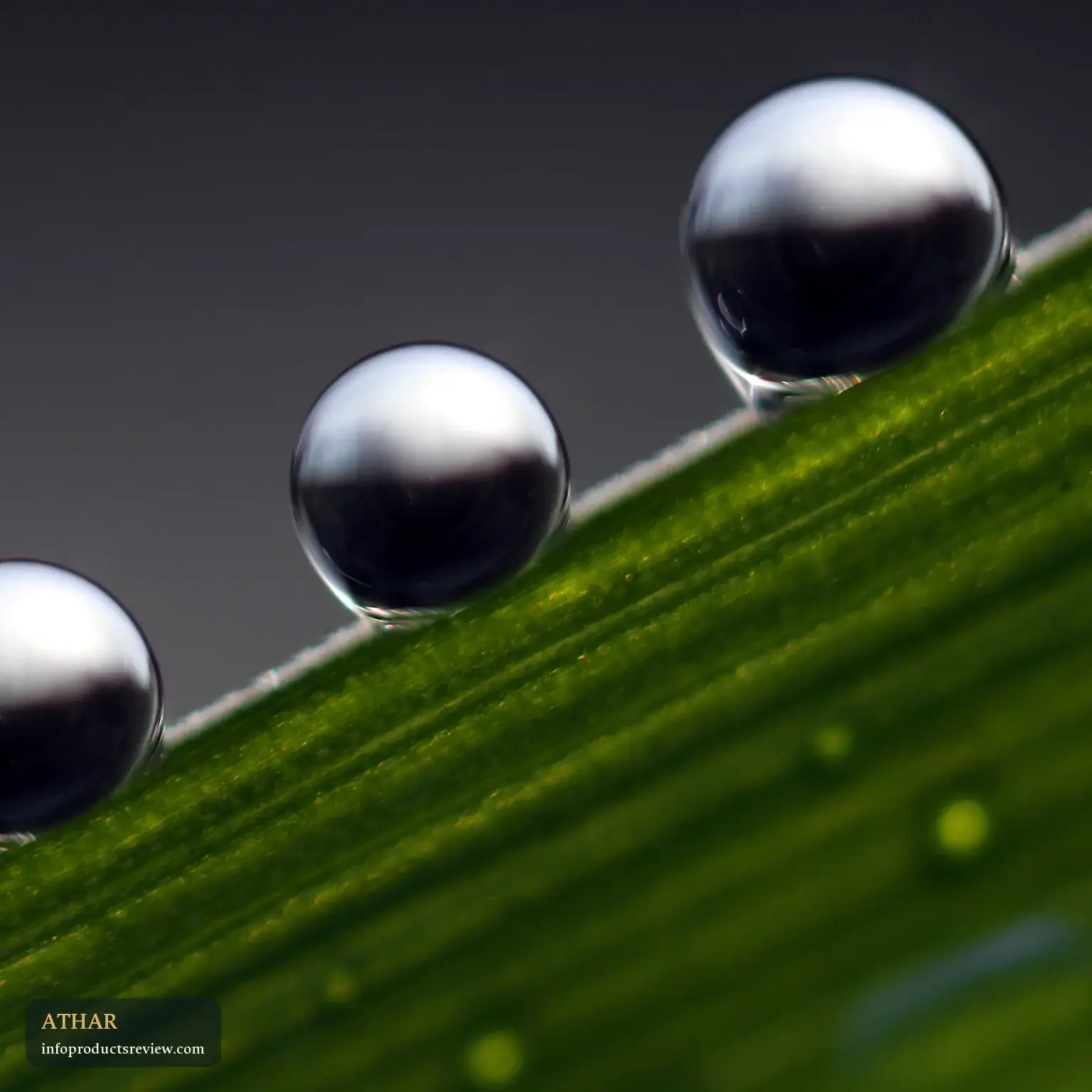 Bright dew drops on a blade of green grass