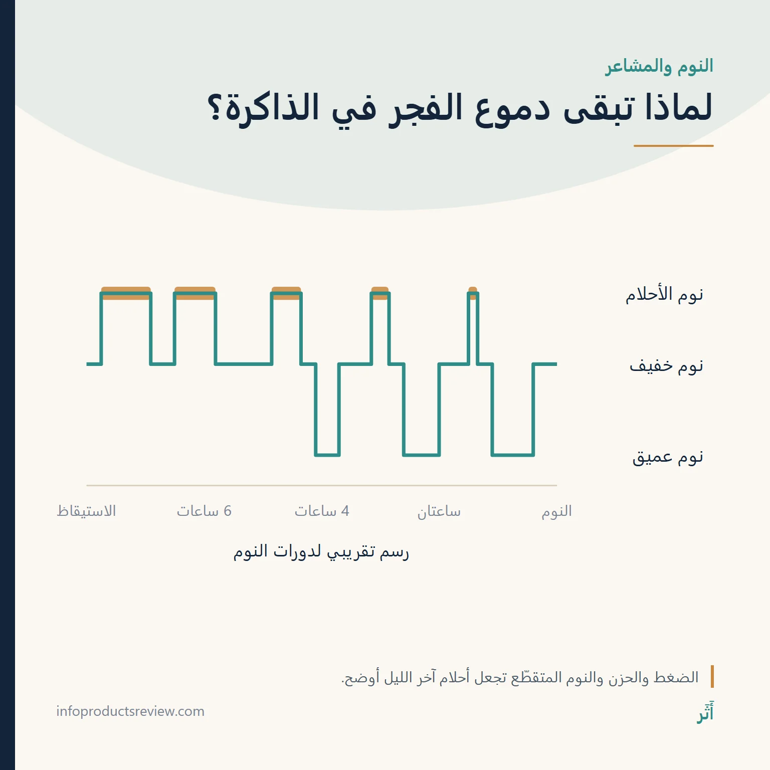 رسم تقريبي لدورات النوم يوضح طول فترات الأحلام قرب الفجر