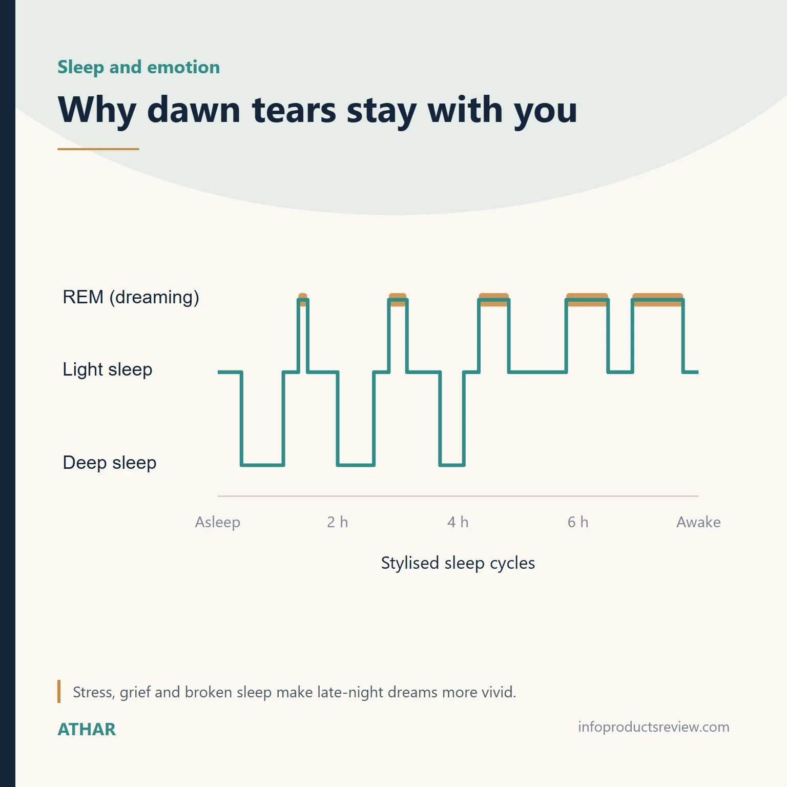Stylised sleep-cycle chart showing dreaming periods lengthening toward morning