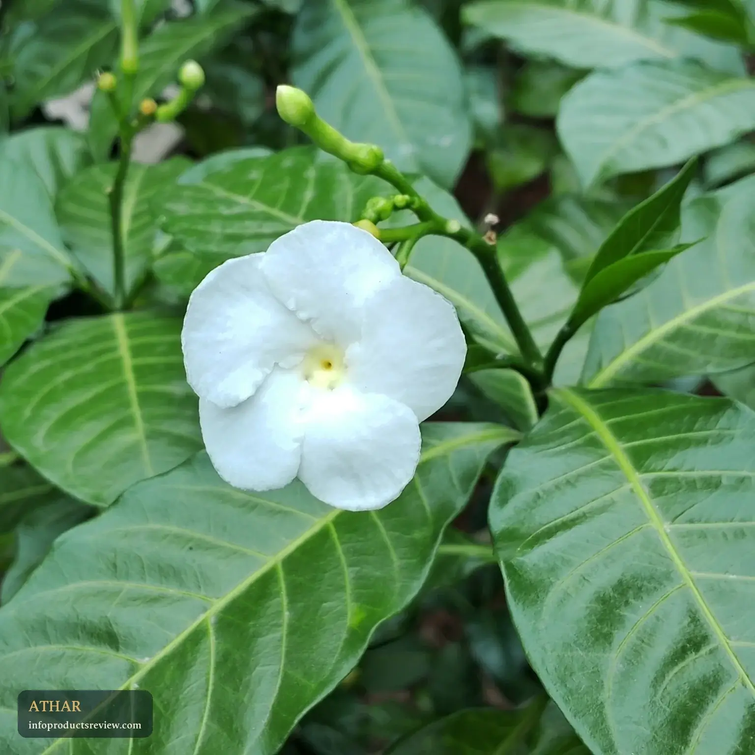 A white jasmine flower among green leaves