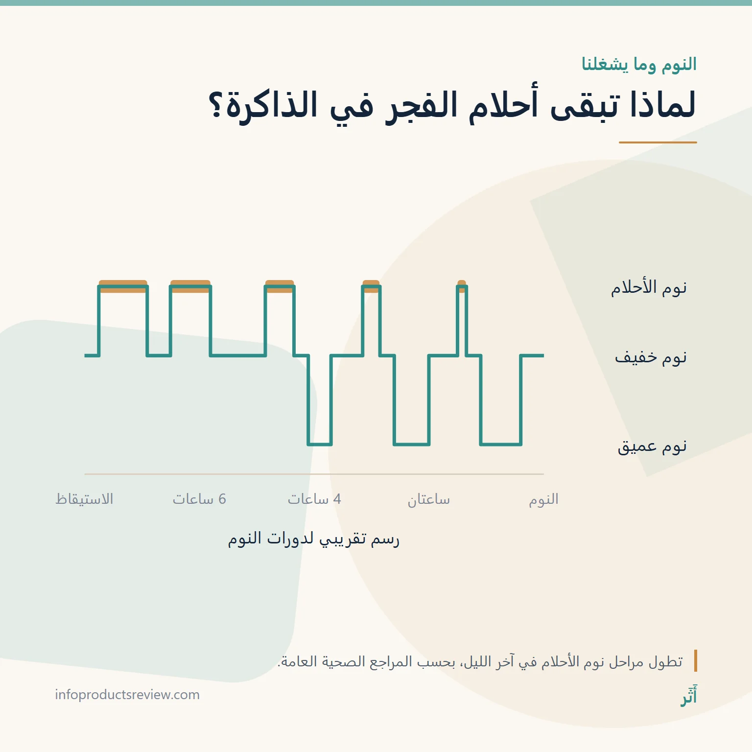 رسم تقريبي لدورات النوم يوضح طول فترات الأحلام قرب الفجر