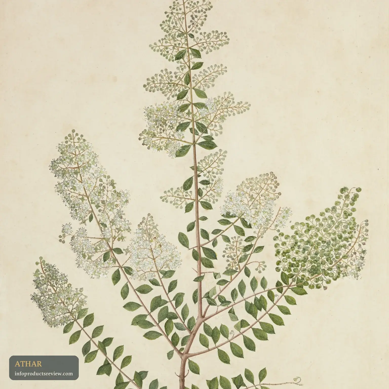 An old botanical painting of a henna branch in flower