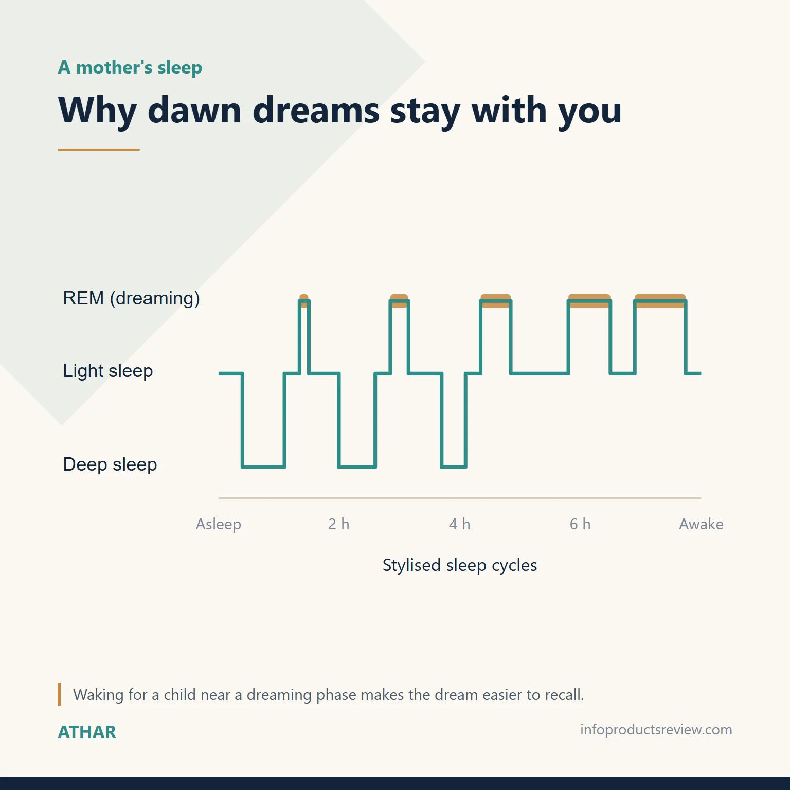 Stylised sleep-cycle chart showing dreaming periods lengthening toward morning