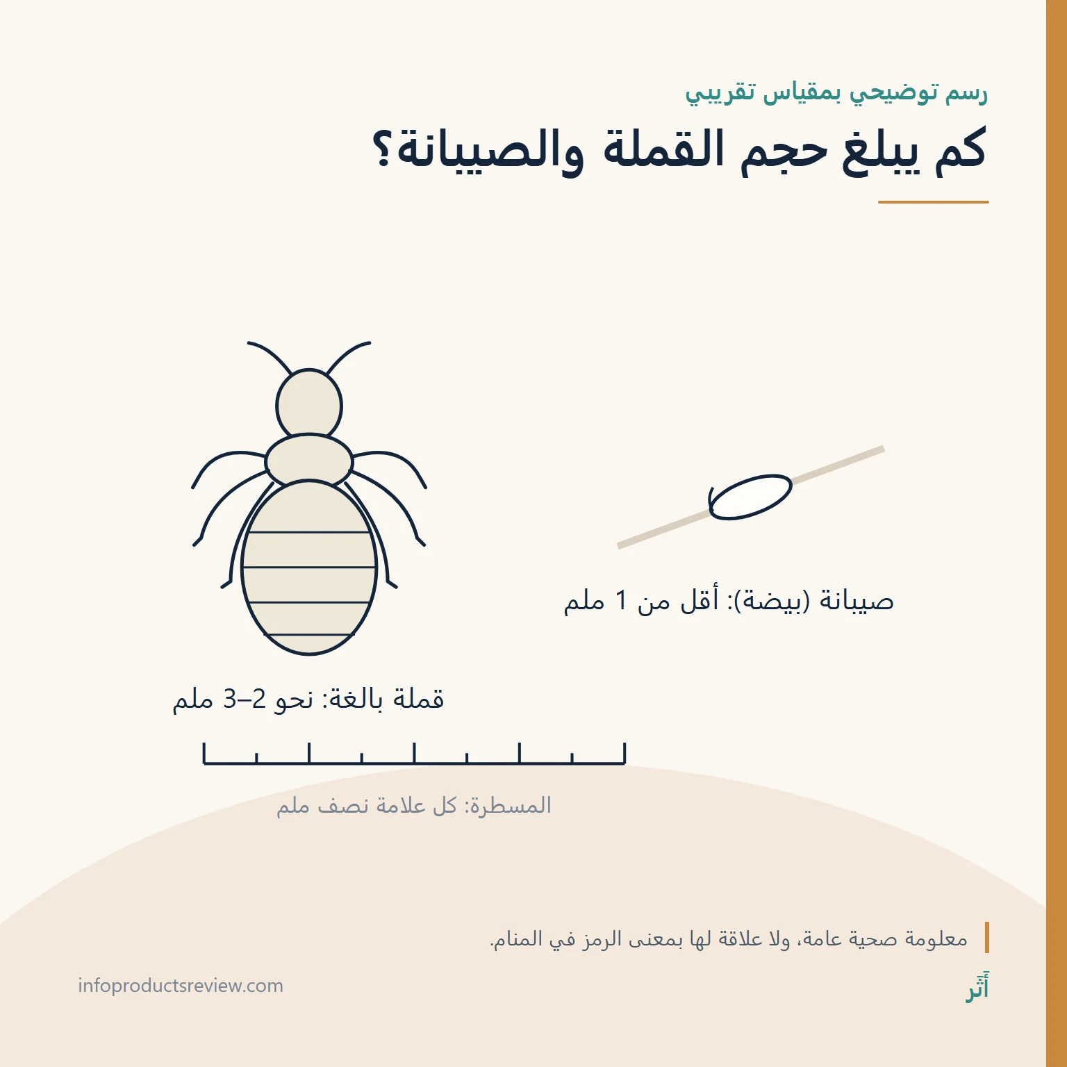 رسم بمقياس تقريبي يقارن حجم القملة البالغة بالصيبانة
