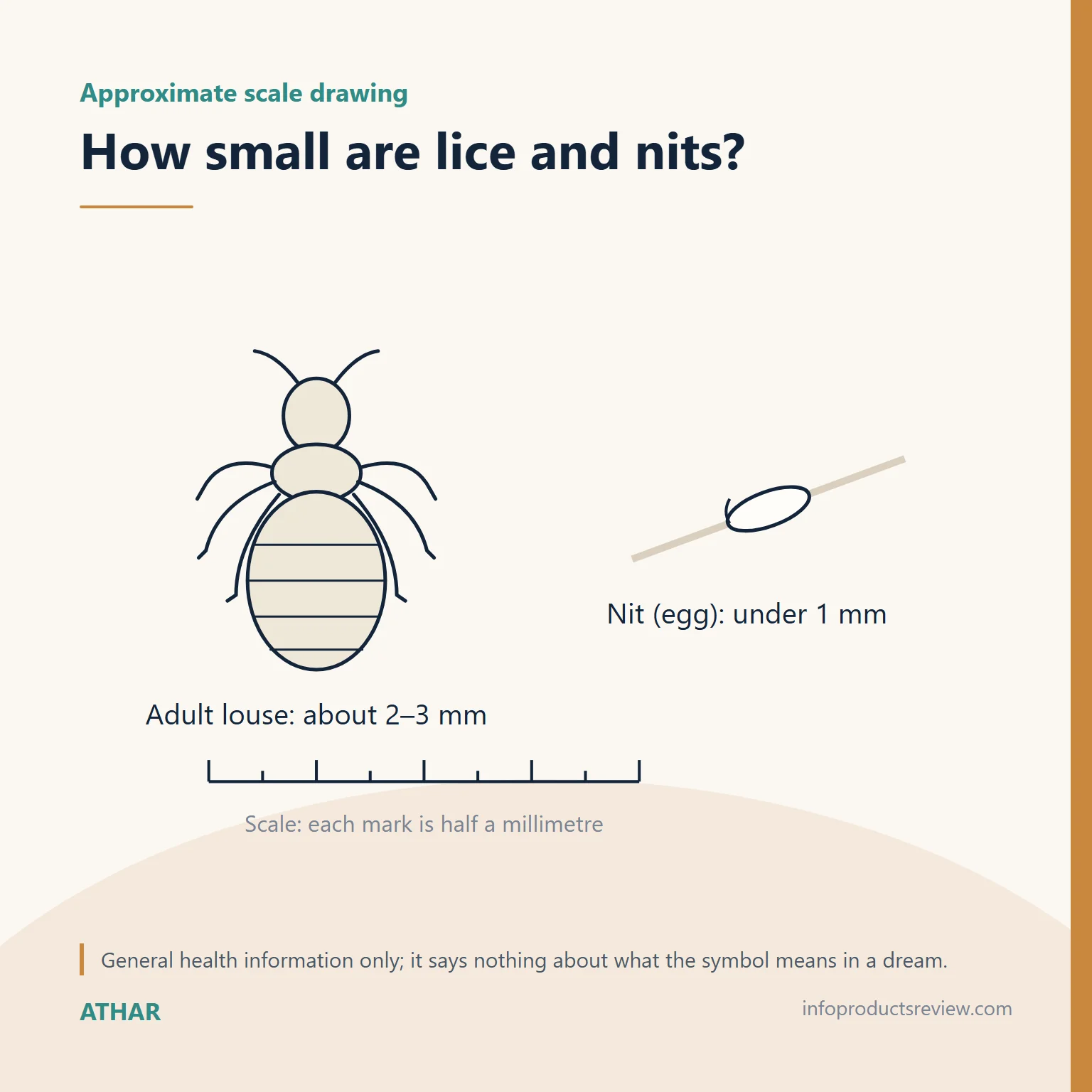Approximate scale drawing comparing an adult louse with a nit