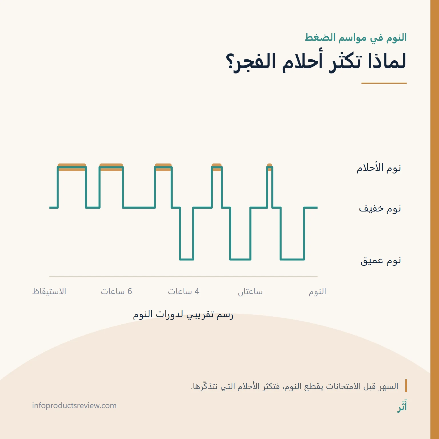 رسم تقريبي لدورات النوم يوضح طول فترات الأحلام قرب الفجر