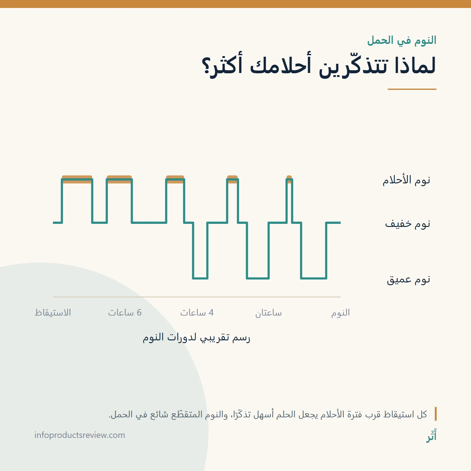 رسم تقريبي لدورات النوم يوضح طول فترات الأحلام قرب الفجر
