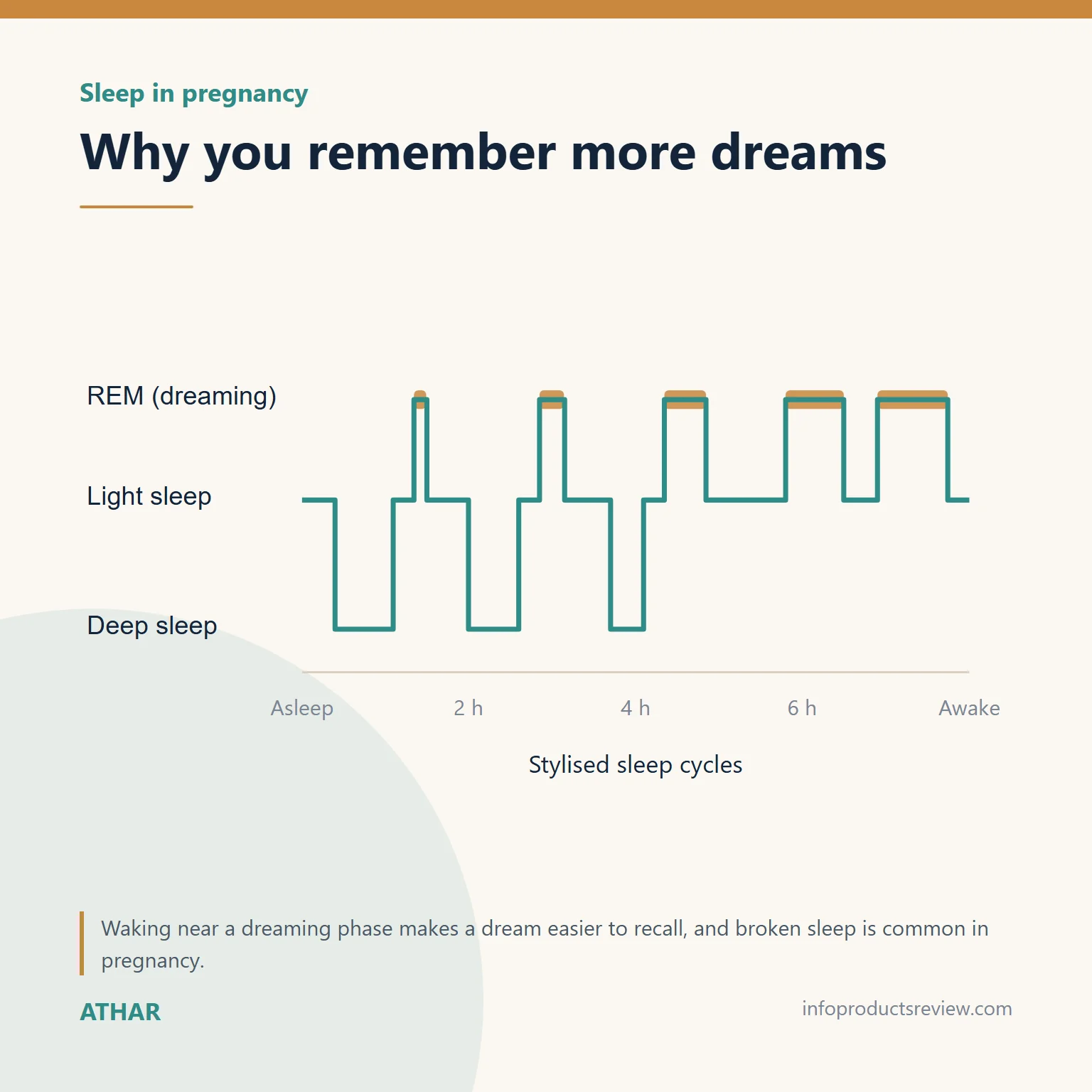 Dreaming About Lice During Pregnancy: What the Dream May Mean 13 Stylised sleep-cycle chart showing dreaming periods lengthening toward morning