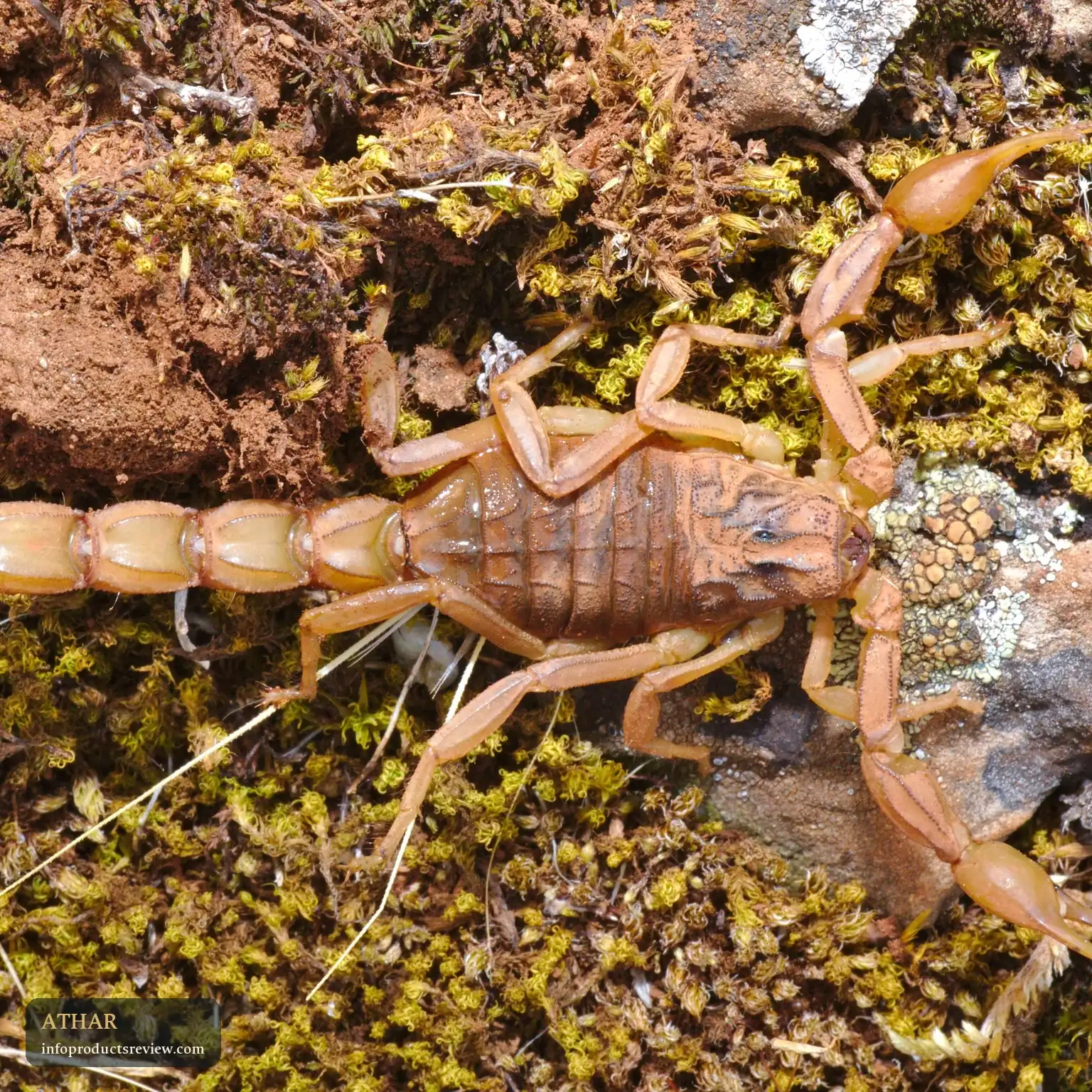 عقرب فاتح على صخرة بين أعشاب